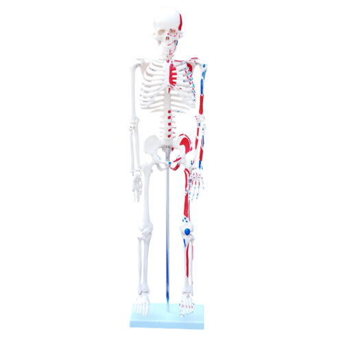 XC-103 45CM Mini Skeleton with Painted Muscles