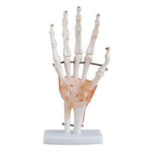 XC-114A Life-Size Hand Joint with Ligaments