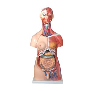 XC-210 85CM Unisex Muscle Torso 30 Parts