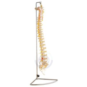 XC-107 Life-Size Vertebral Column