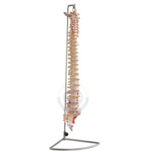 XC-107A Vertebral Column with Painted Muscles