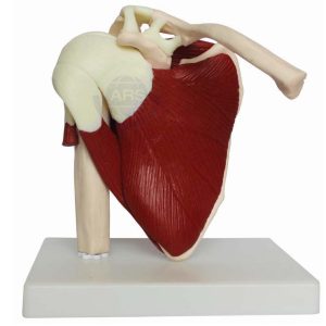 XC-109A Life Size Muscled Shoulder Joint