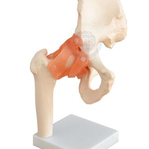 XC-110 Life-Size Hip Joint