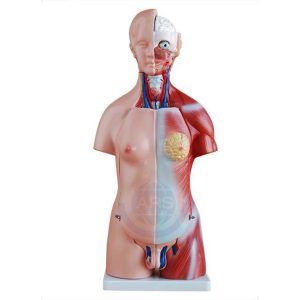 XC-205 45CM Unisex Torso 23 Parts