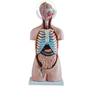 XC-206 85CM Sexless Torso 20 Parts