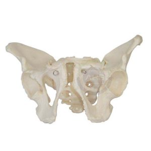 XC-123 Adult Male Pelvis