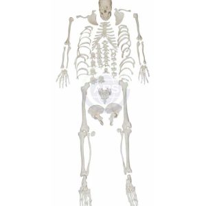 XC-130 Disarticulated Skeleton with Skull