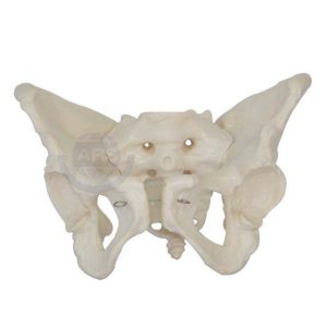 XC-124 Adult Female Pelvis