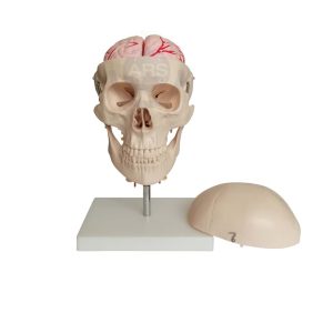 XC-135E Skull with 8 parts Brain and Cervical Spine