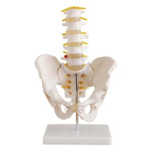 XC-115 Life-Size Pelvis with 5pcs Lumbar Vertebrae