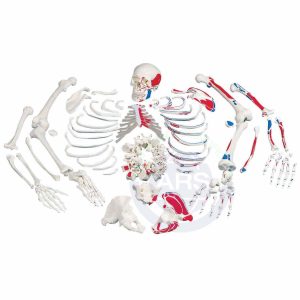 XC-130B Disarticulated Skeleton with Painted Muscles