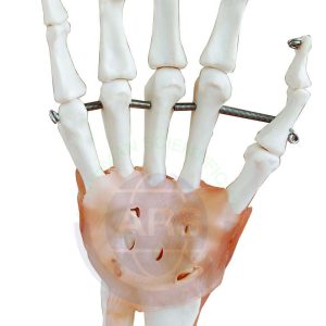 XC-114A Life-Size Hand Joint with Ligaments