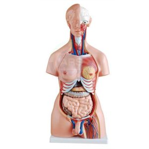 XC-204 85CM Unisex Torso 23 Parts