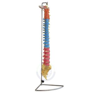 XC-107C Didactic Vertebral Column