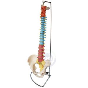 XC-105C Didactic Vertebral Column with Pelvis