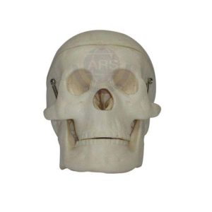 XC-106 Miniature Plastic Skull