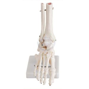 XC-113 Life-Size Foot Joint