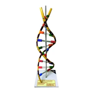 Artificial DNA Model on Stand (3D Double Helix Structure)