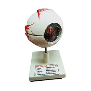Human Eye Model for Education