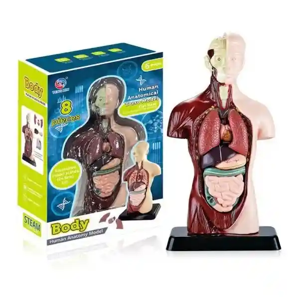 Human Anatomy Torso Model 24.5cm – Professional Anatomical Teaching Aid