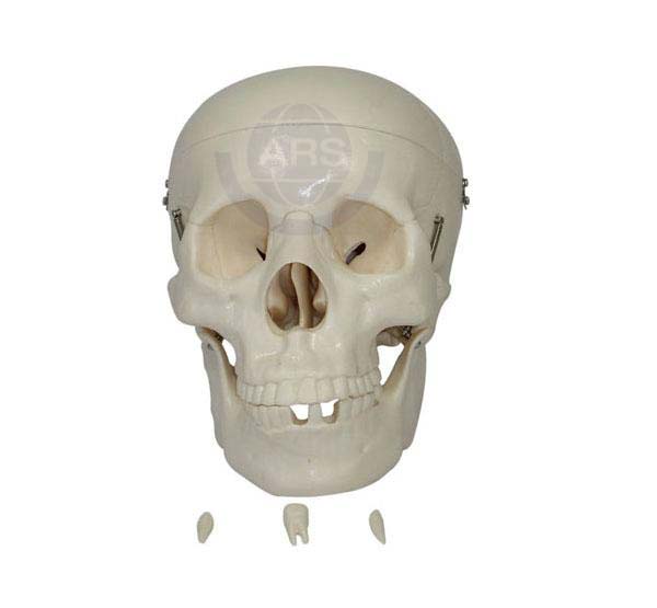 Artificial Human Models